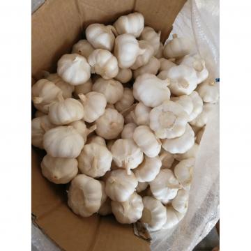 Pure White 5.0cm 100% Nature Made Garlic Sell to Latin America