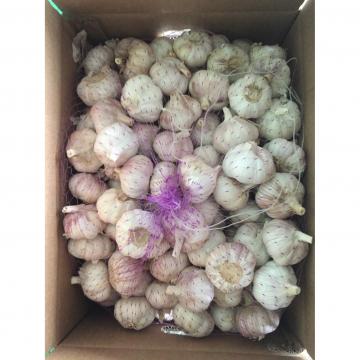 New Crop 5.5cm Purple Fresh Garlic In 10 kg Box packing