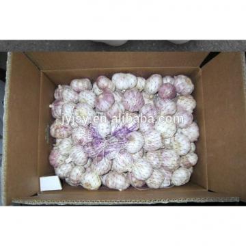 fresh garlic in 2017 for sale