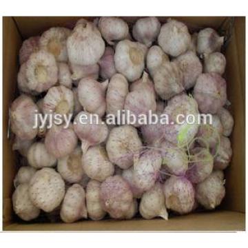 pure white and normal white garlic