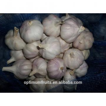 China garlic box 10kg price for export