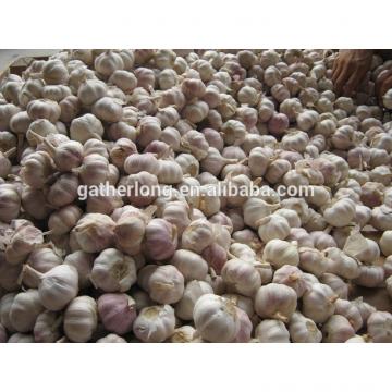 Fresh Jinxiang Garlic in Hot Sale of Competitive Price