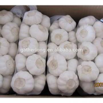 Supply 2017 crop farmer wholesale garlic in China