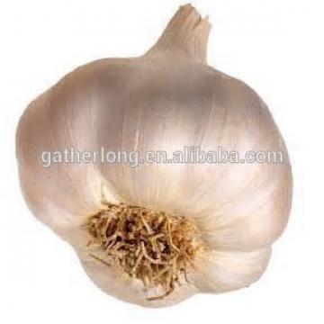 Provid Jinxiang Garlic