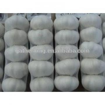 Supply China Garlic pack in 500g/sack,10kg /mesh bag of Fiji Market