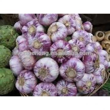 Red/Pink/Purple/Violet Garlic in Hot Sale