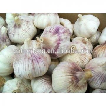 Supply Frresh Garlic in Reasnale Price