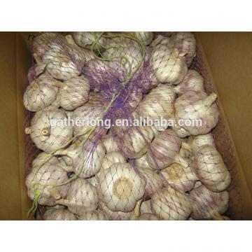 Leading wholesale professional garlic in 8kg/carton
