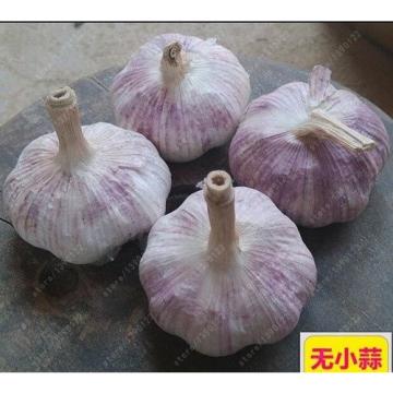 100 Pcs/bag Multi-Petals Garlic Seeds Organic Vegetables Kitchen Seasoning Food