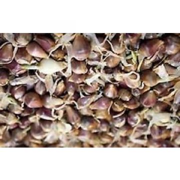 Siberian Garlic-cold weather garlic- 25 bulbils- no GMO