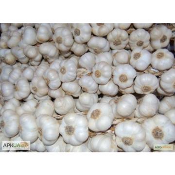 Garlic winter Lyubasha Vegetable Seed from Ukraine