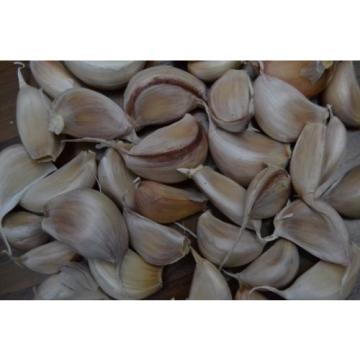 PORTUGUESE Fresh GARLIC SEEDS BULB - Great Flavour - Free Shipping