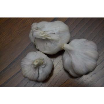 PORTUGUESE Fresh GARLIC SEEDS BULB - Great Flavour - Free Shipping