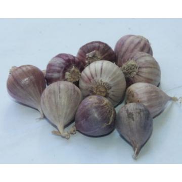 10 bulbs live Single Clove Garlic, Fresh Solo Garlic to Grown or Eaten#F