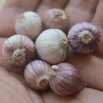 10 bulbs live Single Clove Garlic, Fresh Solo Garlic to Grown or Eaten#F