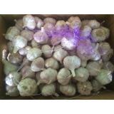 5.5cm Normal White Fresh Purple Garlic Exported to Senegal