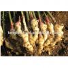 manufacture 2017 year china new crop garlic offering  New  crop  Chinese  fresh ginger from China #2 small image