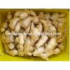 manufacture 2017 year china new crop garlic offering  New  crop  Chinese  fresh ginger from China #4 small image
