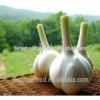New 2017 year china new crop garlic crop  best  quality  fresh  garlic from China #1 small image
