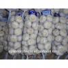 China fresh wholesale garlic price