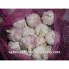 China Shandong jining garlic exporter