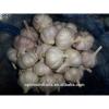 China Shandong fresh garlic distributors #3 small image