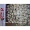 Pure white fresh natural garlic supplier from China