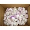 Fresh dry red garlic supplier in China #1 small image