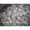China Shandong jining garlic exporter #4 small image