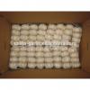 China cold storage fresh Garlic small packing good quality low price #4 small image
