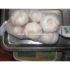 China cold storage fresh Garlic small packing good quality low price #6 small image