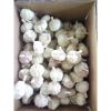 Garlic Price - Sizes 4.5cm 5.0cm 5.5cm 6.0cm -Fresh New Crop #2 small image