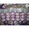 China garlic price/Natual Jinxiang garlic/ Garlic exporters china #2 small image