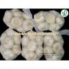 China garlic price/Natual Jinxiang garlic/ Garlic exporters china #3 small image