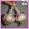 2017 new garlic in usa with best price garlic health benefits #1 small image