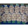 Supply China Garlic New Season 2017 Crop - cheap price #1 small image