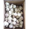 2017 Best price high quality solo fresh garlic #1 small image