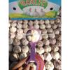 2017 fresh garlic factory 50mm for sale #1 small image