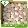 Big size fresh garlic with premium quality #1 small image