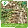 Big size fresh garlic with premium quality #4 small image