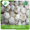 Fresh natural pure white natural garlic supplier #4 small image