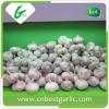 New crop fresh pure white garlic price for sales #4 small image