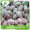 Crop fresh nature white garlic high quality natural garlic for sale #3 small image