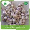 Wholesale fresh white garlic price with 3pcs purple garlics with high quality #3 small image