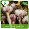 Wholesale fresh white garlic price with 3pcs purple garlics with high quality #4 small image