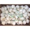 Discount offer for China garlic #1 small image