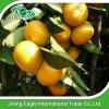Chinese fresh sweet baby mandarin orange fruit #5 small image