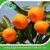 Chinese sweet small fresh honey mandarin orange #1 small image