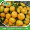 Fresh honey citrus fruit shatang baby mandarin orange