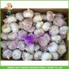 Cheapest Price New Crop Fresh Normal White Garlic 5.0cm In 10 kg Carton For Poland #2 small image